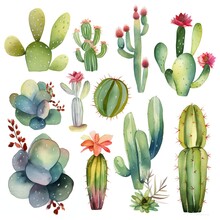 Watercolor Cactus Illustration. Hand Drawn Desert Plants On White Background. Flowering Cacti Set
