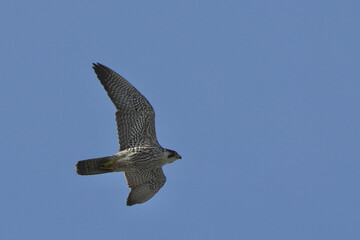 Wall Mural - peregrine falcon in flight