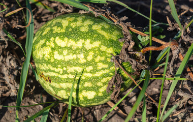 Canvas Print - Watermelon on a plant in the garden