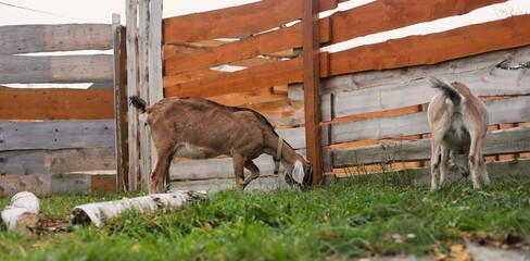 Wall Mural - Beautiful domestic goats of the Anglo-Nubian breed grazing