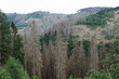 Waldsterben im Harz - abgestorbene Bäume