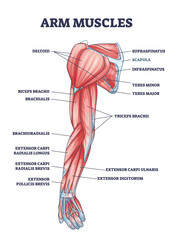 Canvas Print - Arm muscles medical description with labeled latin titles outline diagram. Educational scheme with physical muscular system vector illustration. Deltoid, biceps, triceps and teres parts location.