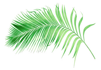 Sticker - green leaf of palm tree isolated on transparent background png file