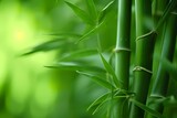 Fototapeta Dziecięca - Bamboo tree, bamboo branch on green dof background, close-up