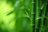 Fototapeta Dziecięca - Bamboo tree, bamboo branch on green dof background, close-up