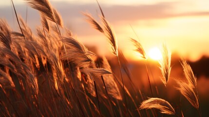 Detail of wild grass at sunset