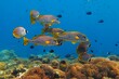 Swimming yellow fish (Ribboned sweetlips and butterflyfish) and healthy coral reef. Tropical fish and corals in the blue sea. Marine life, underwater photo from scuba diving. Wildlife in the ocean.