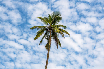 Wall Mural - coconut trees palms against the blue sky of India