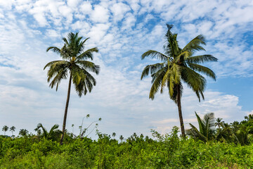 Wall Mural - coconut trees palms against the blue sky of India