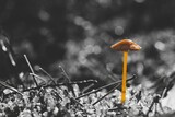 Fototapeta Pomosty - trujący leśny grzyb w czarno białej scenerii