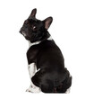 French bulldog, 5 years old, sitting in front of white background