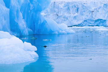 Canvas Print - Seal swimming in the water by a glacier