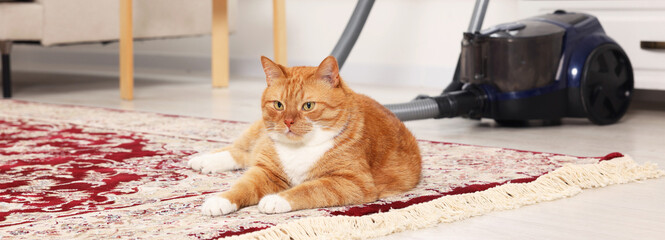 Sticker - Cute ginger cat lying on carpet at home. Banner design