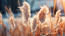 Golden Wheat Field HD 8K Wallpaper Stock Photographic Image 