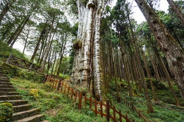 Canvas Print - Hiking trail in Alishan national park with big tree