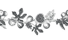 Sketch Of A Fig Using Engraving Technique. Vector Seamless Border Of Fruits And Leaves On A White Background. Vintage Black And White Hand Drawing. Best Suited For Menus And Kitchen Design.