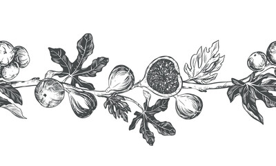 Wall Mural - Sketch of a fig using engraving technique. Vector seamless border of fruits and leaves on a white background. Vintage black and white hand drawing. Best suited for menus and kitchen design.