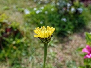 Wall Mural - Yellow flowers in the garden