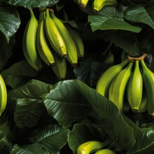 Vibrant And Nutritious, A Bunch Of Perfectly Ripe Yellow Bananas Waiting To Be Savored And Enjoyed