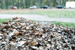Sterta jesiennych liści, w tle zaparkowane samochody