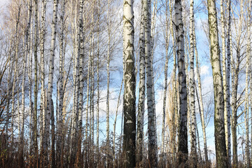 Wall Mural - Beautiful birch trees in autumn