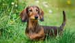 A brown wire-haired dachshund in the grass