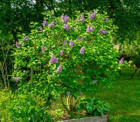 Wall Mural - Close up of Lilac tree (Syringa vulgaris)
