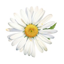 One Watercolor Daisy Flower. Chamomile On White