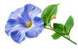 Beautiful Blue flower With Green Leaves on Transparent Background