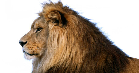 Sticker - African Lion, panthera leo, Male with a nice Mane