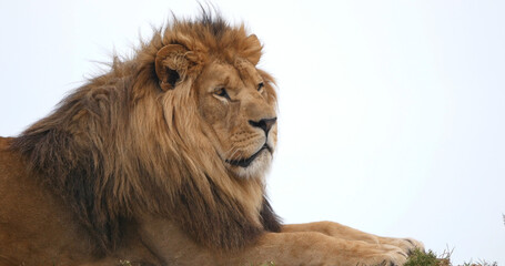 Canvas Print - African Lion, panthera leo, Male with a nice Mane