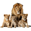 Lion family on transparent background PNG. Wildlife conservation concept.