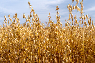 Close up view of oats in the field. oat growing on field.