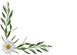 Bordure de cadre bucolique avec  rameaux d’olivier et fleurette 