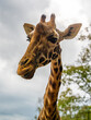 © Grzegorz - portrait of a giraffe