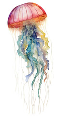 Wall Mural - Underwater Radiance: A Colorful Jellyfish Illustration,jellyfish in the sea,jellyfish in the water