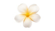 white flower isolated on transparent background cutout