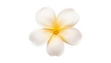 White Flower Isolated On Transparent Background Cutout