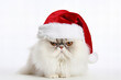© World of AI - white persian cat with Santa's hat on a white background for Christmas