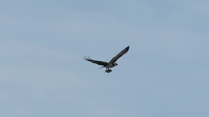 Poster - osprey is hunting a fish