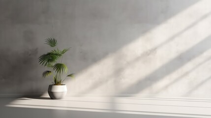 Wall Mural - 3D rendering interior of a potted plant with a natural light and shadow.