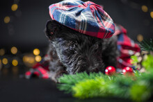 Scotch Terrier Puppy In A Scottish Beret With Christmas Lights And A Christmas Tree On A Black Background