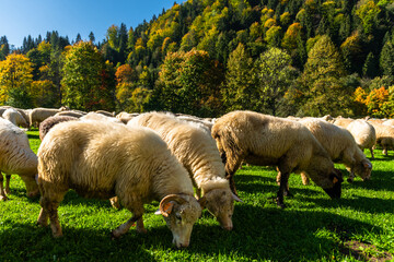 Wall Mural - Traditional sheep pasture in Pieniny mountains in Poland. Last days of sheep grazing in autumn