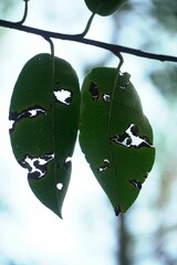 two green leaves are torn apart in front of a tree