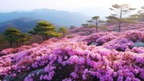 Fototapeta Lawenda - Pink royal azalea blossoms on Hwangmaesan Mountain near Hapcheon-gun, Korea.