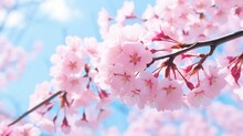 Selective Focus Of Beautiful Branches Of Pink Cherry Blossoms On The Tree Under Blue Sky, Beautiful Sakura Flowers During Spring Season In The Park, Flora Pattern Texture, Nature Floral Background.