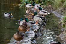 A Family Of Ducks, Geese Swims In A Water Channel, River, Lake. Lots Of Reeds And Water Lilies. Beautiful Ducks Float Along The River, Lake, Water Channel. Ducks Are Beautifully Reflected In Water.