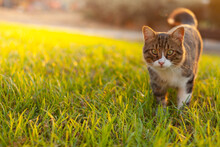 A Beautiful Cat Walks On The Grass