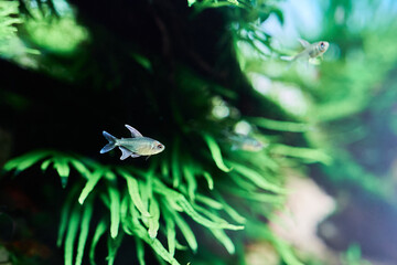A beautiful tropical aquarium. Diamond tetra fish swimming in the freshwater aquascape with green trident fern. 