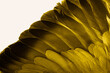 yellow feather pigeon macro photo. texture or background